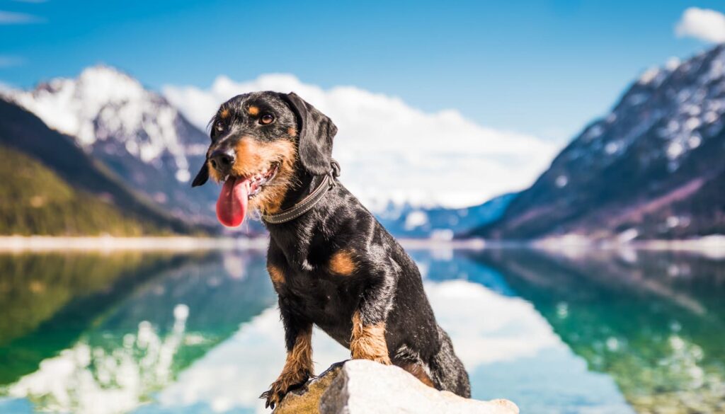 Reiseziele für Hunde: Abenteuer in den Alpen 