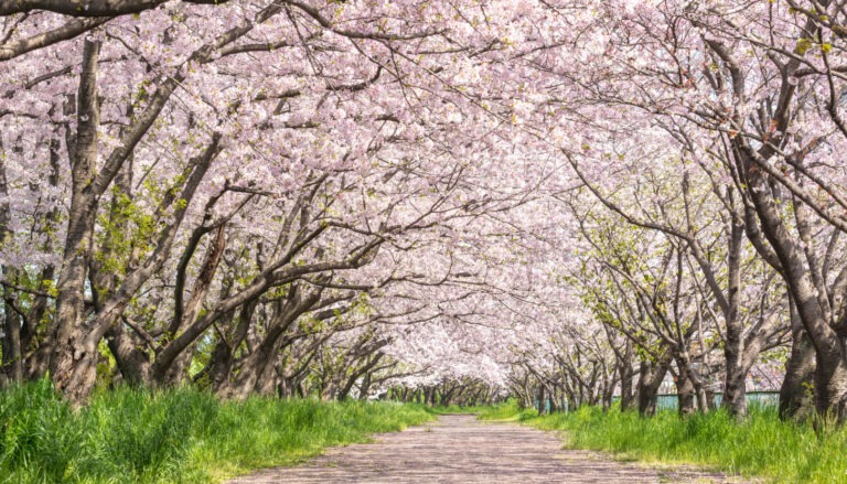 Die schönsten Frühlingsreiseziele im April günstig entdecken