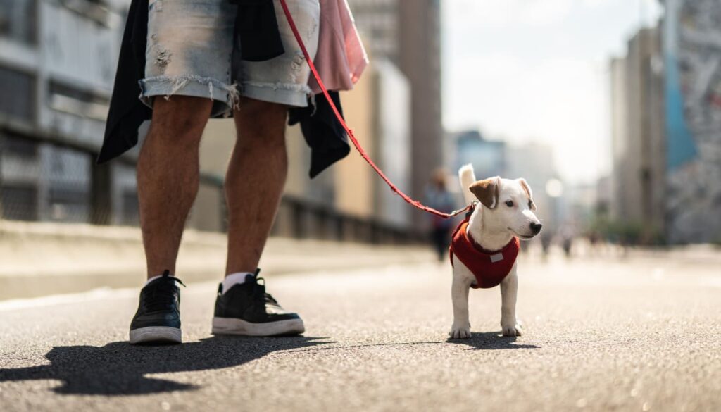 Reiseziele für Hunde: Hundefreundliche Städte in Deutschland