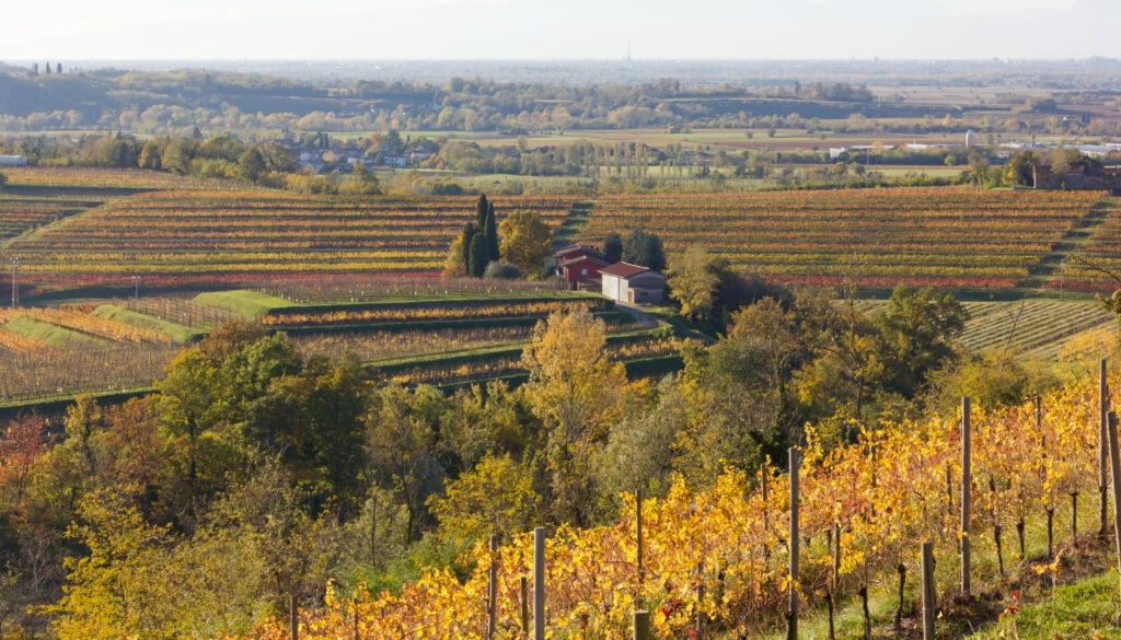 Mache eine Weintour durch die Region Collio