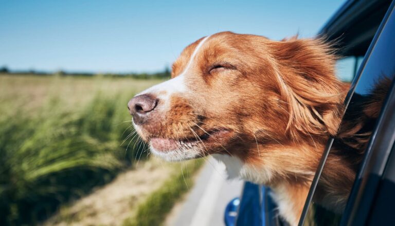 Top Reiseziele für Hunde, die du besuchen solltest