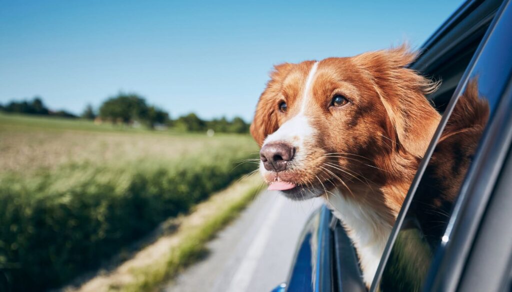 Transportmöglichkeiten für deinen Hund 