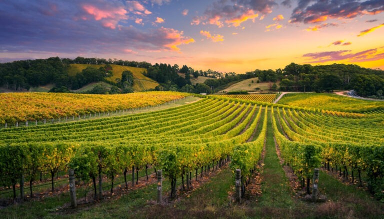 Weinberg im Sonnenuntergang