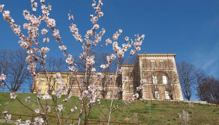 Blühende Kirschblüten vor historischer Villa: