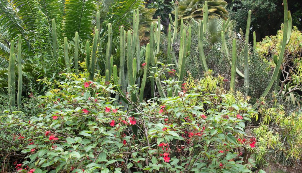 Botanischer Garten in Puerto de la Cruz