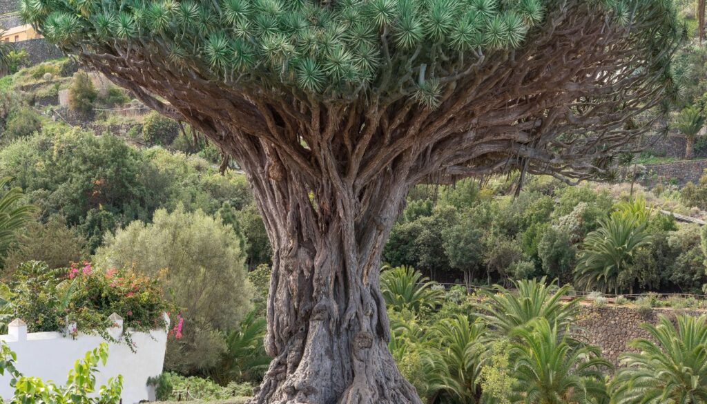 Der Drachenbaum von Icod de los Vinos