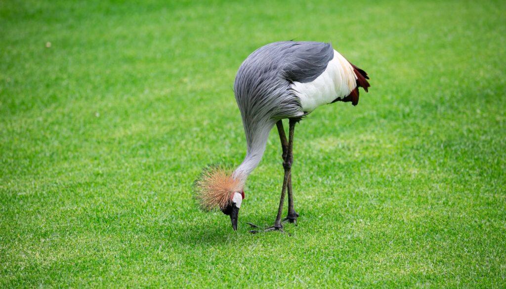 Der Loro Parque_ Ein Highlight für die ganze Familie