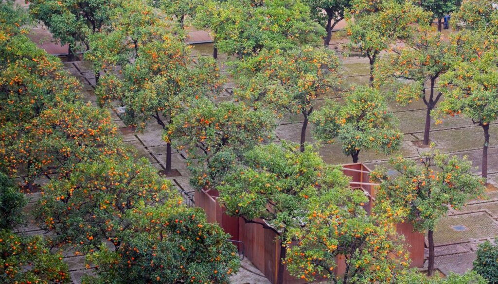 Der Patio de los Naranjos_ Eine grüne Oase der Ruhe