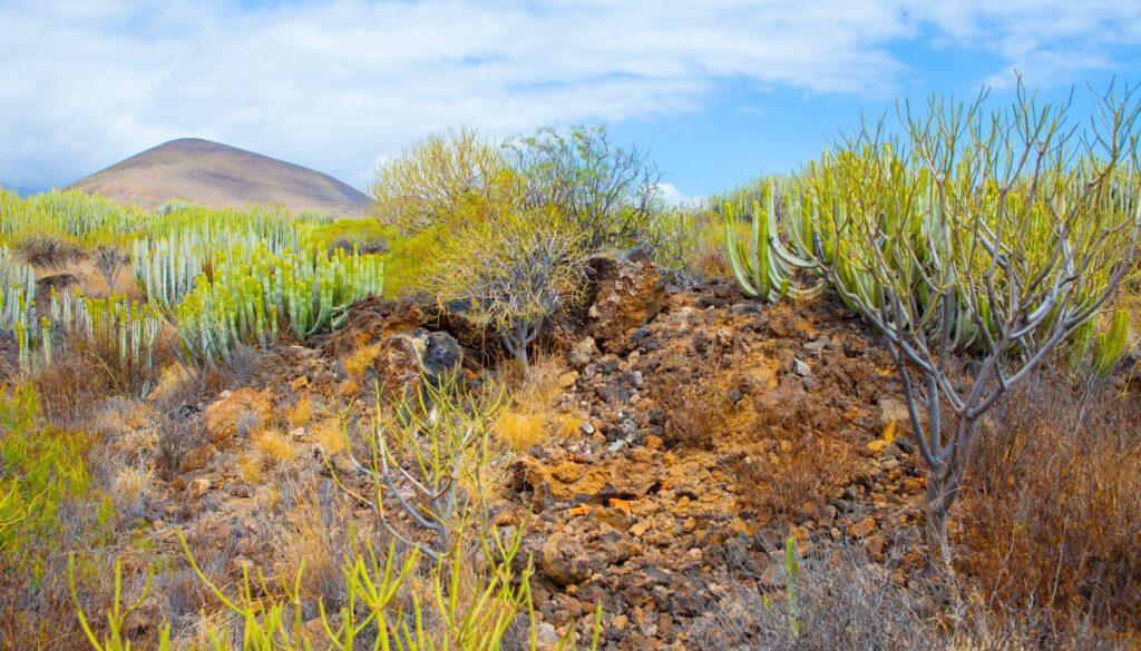 Die Mondlandschaft des Malpaís de Güímar