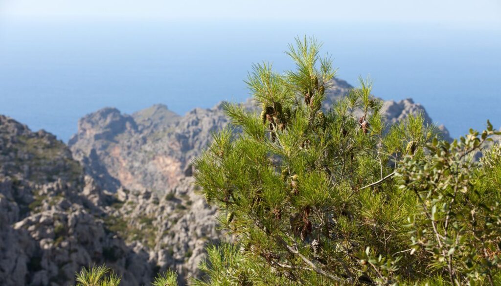 Die Serra de Tramuntana_ Mallorcas Gebirgsjuwel