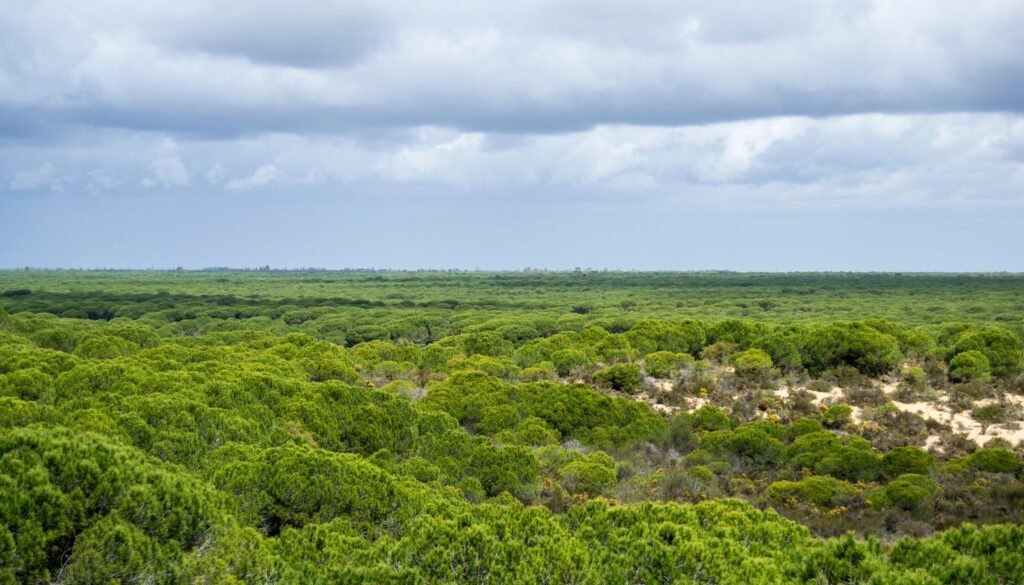 Ein Besuch im Naturpark Doñana_ Ein Muss für Naturliebhaber