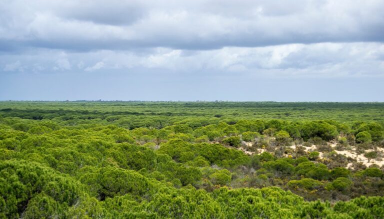 Ein Besuch im Naturpark Doñana_ Ein Muss für Naturliebhaber