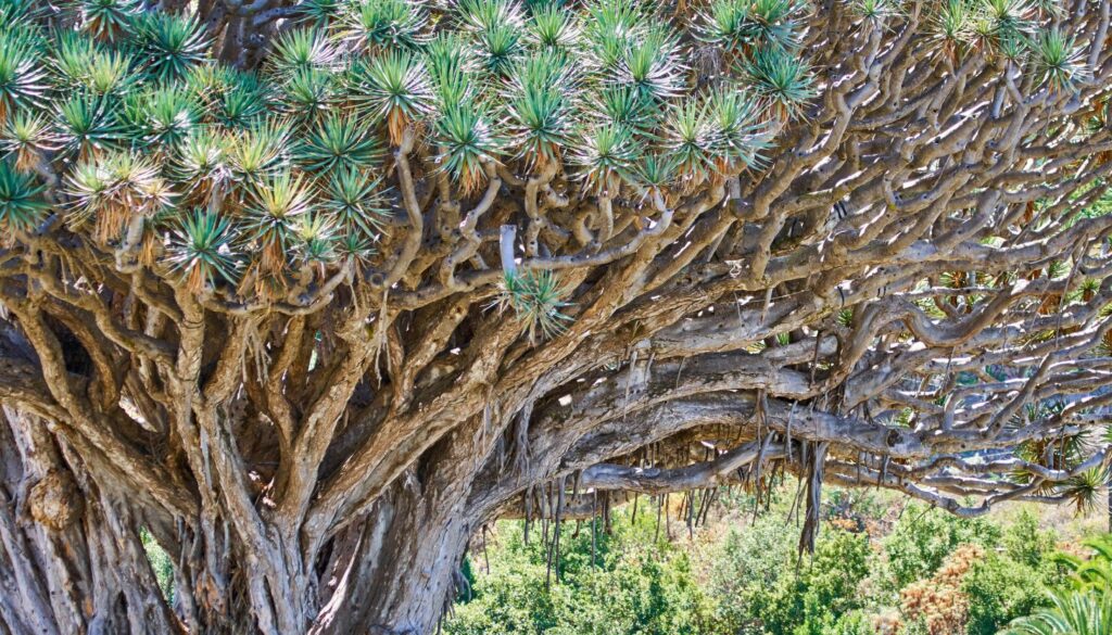 Icod de los Vinos – Der Drachenbaum und mehr