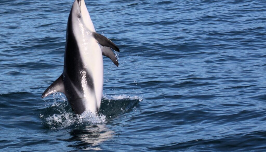 Wal- und Delfinbeobachtung vor der Küste Teneriffas