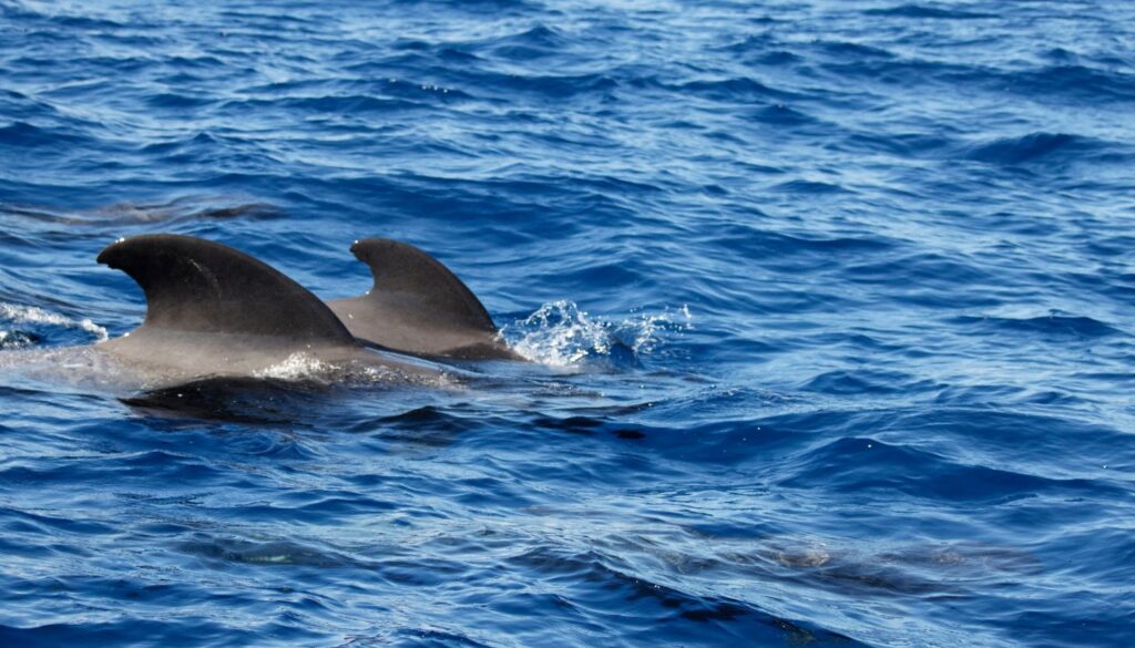 Whale Watching – Unvergessliche Momente auf dem Meer