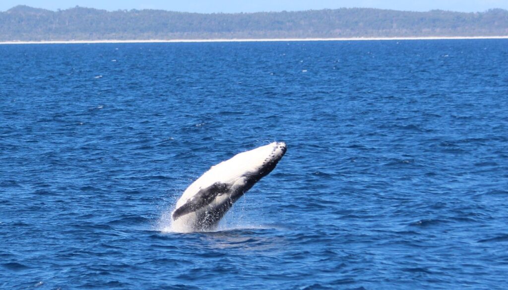 Whale Watching_ Beobachte Wale und Delfine in freier Natur