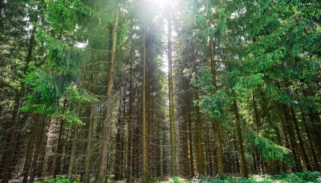 Günstige Wellness-Auszeit im Harz